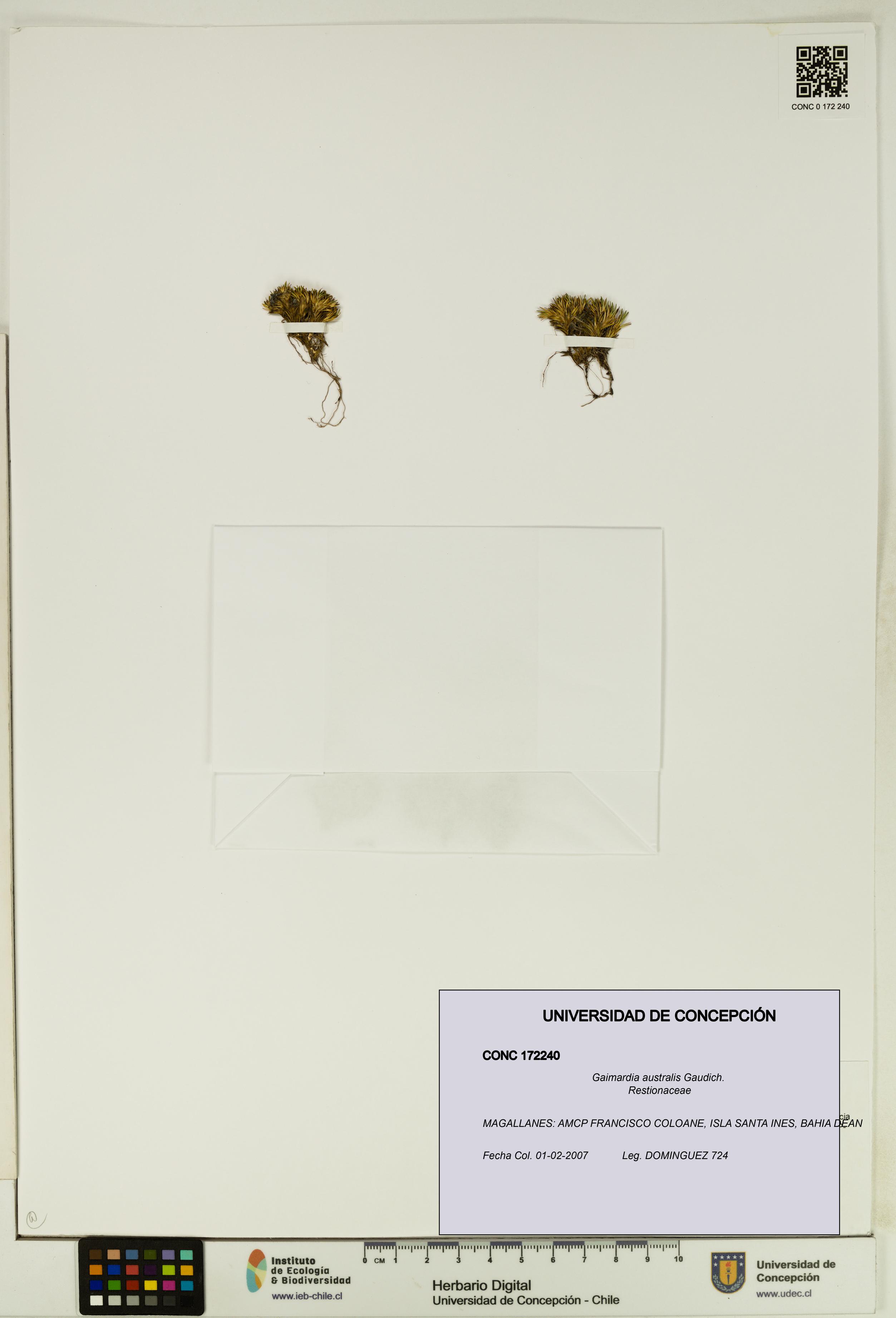 Gaimardia australis [Espécimen: UDEC:CONC:0172240]