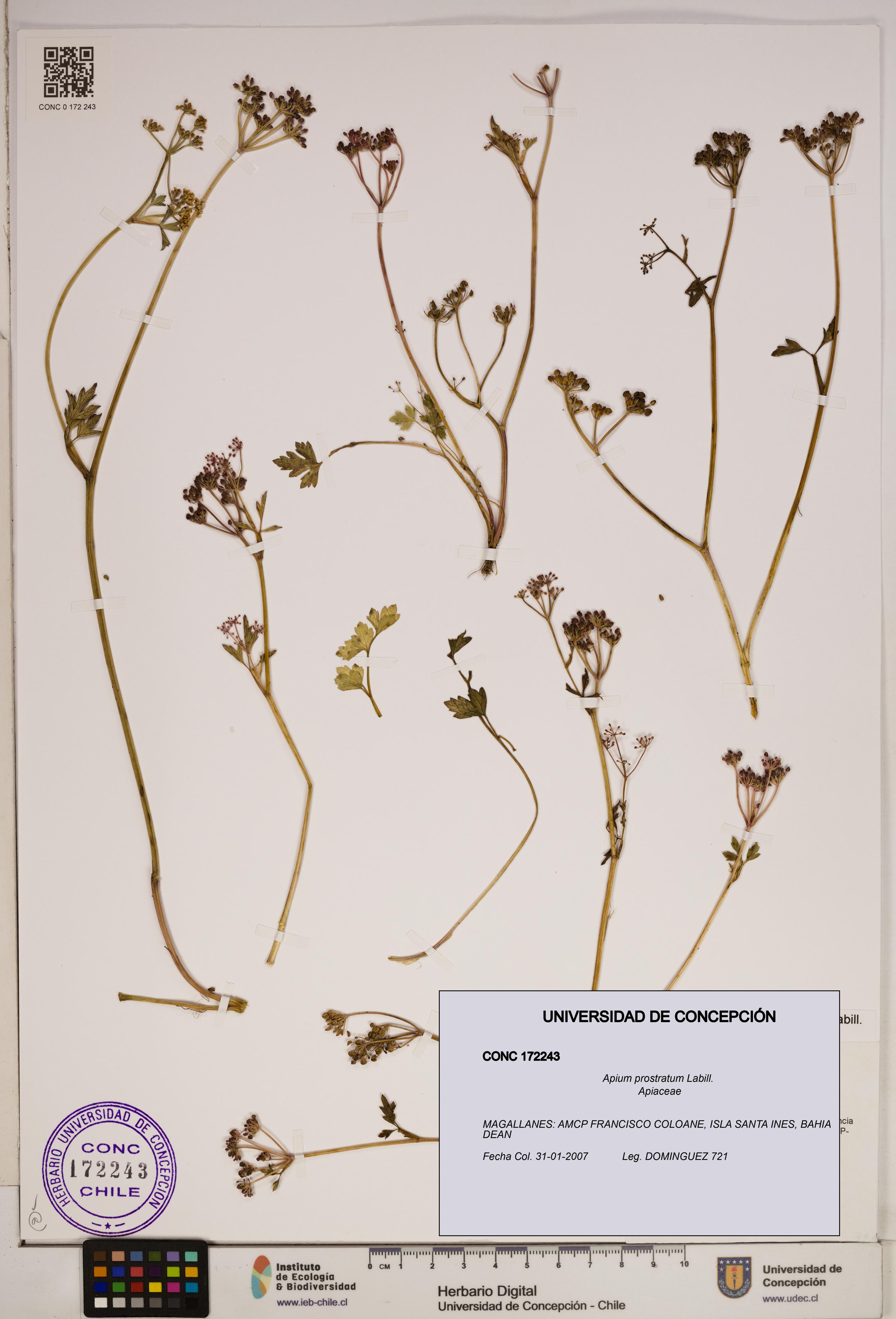 Apium prostratum [Espécimen: ]