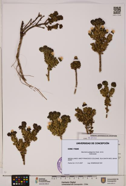 Baccharis patagonica [Espécimen: UDEC:CONC:0172245]