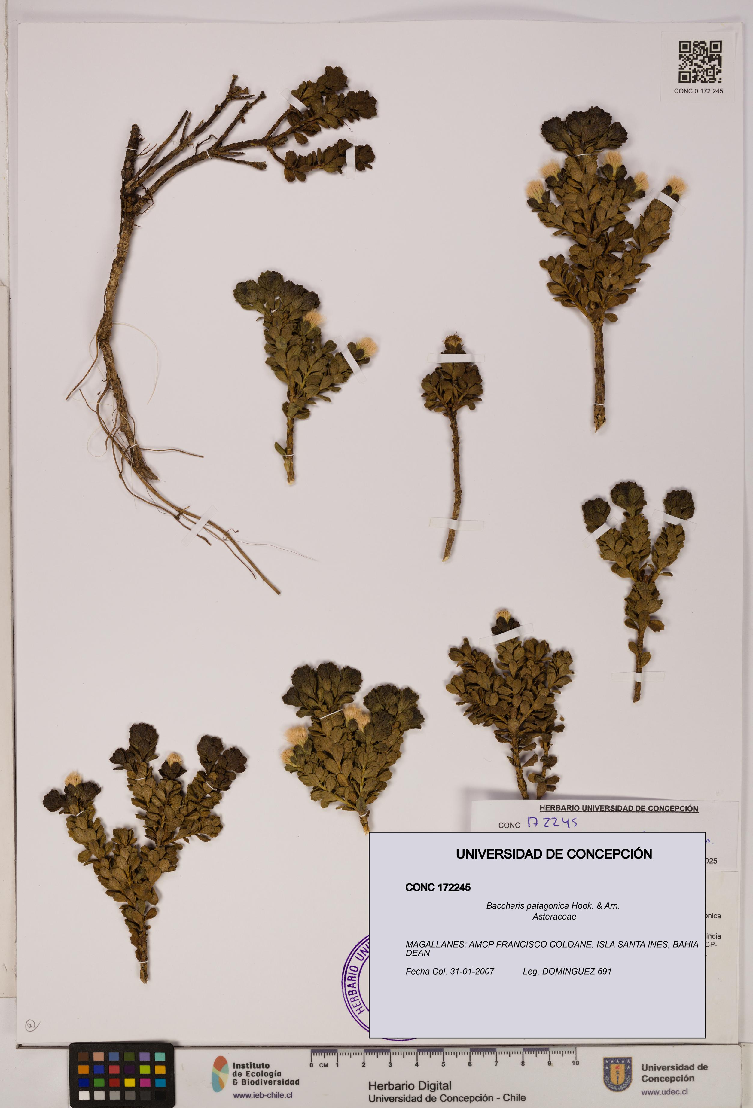 Baccharis patagonica [Espécimen: UDEC:CONC:0172245]