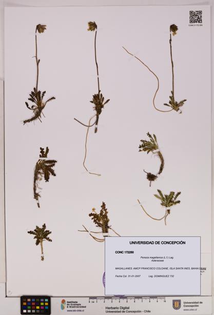 Perezia magellanica [Espécimen: UDEC:CONC:0172250]