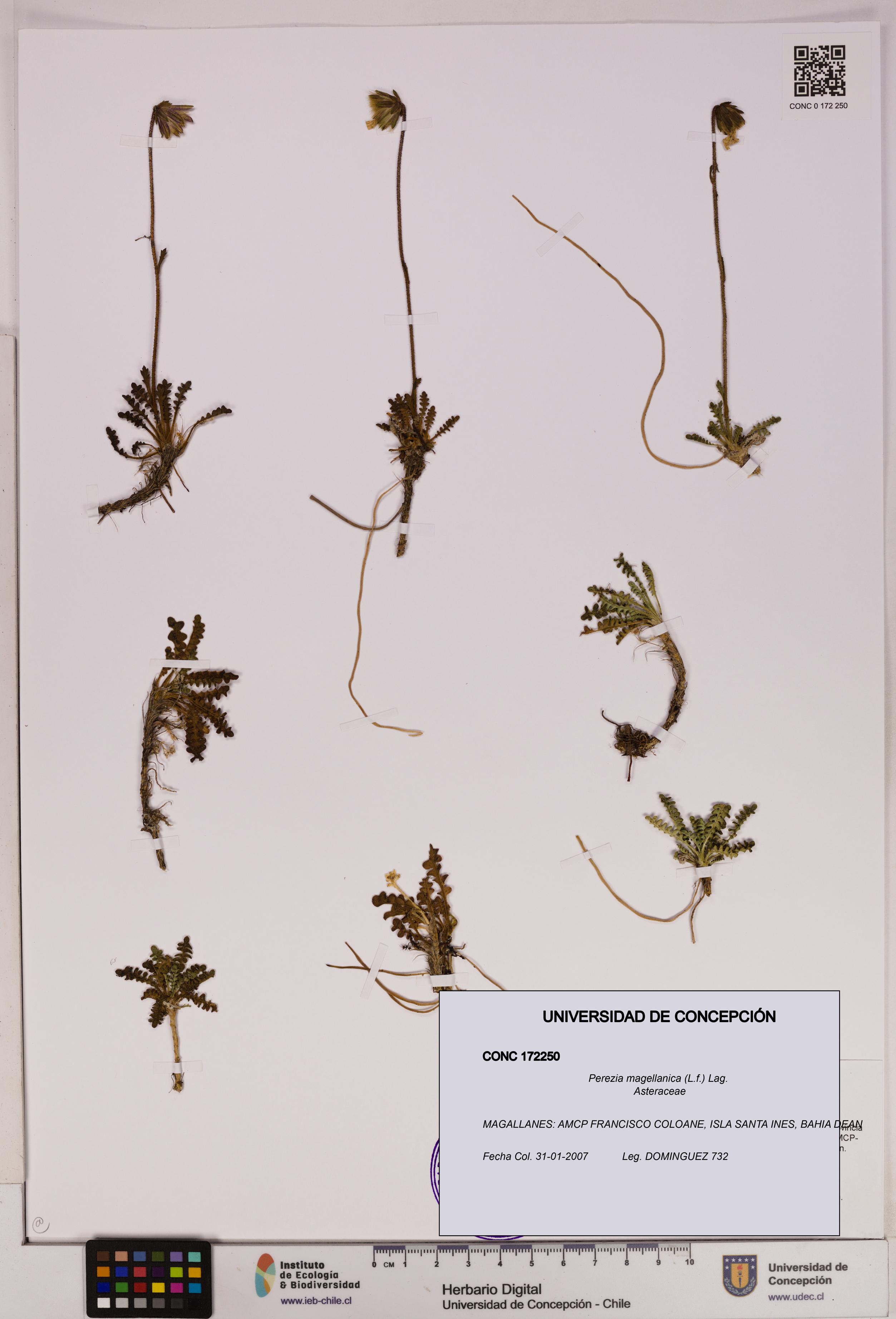 Perezia magellanica [Espécimen: UDEC:CONC:0172250]
