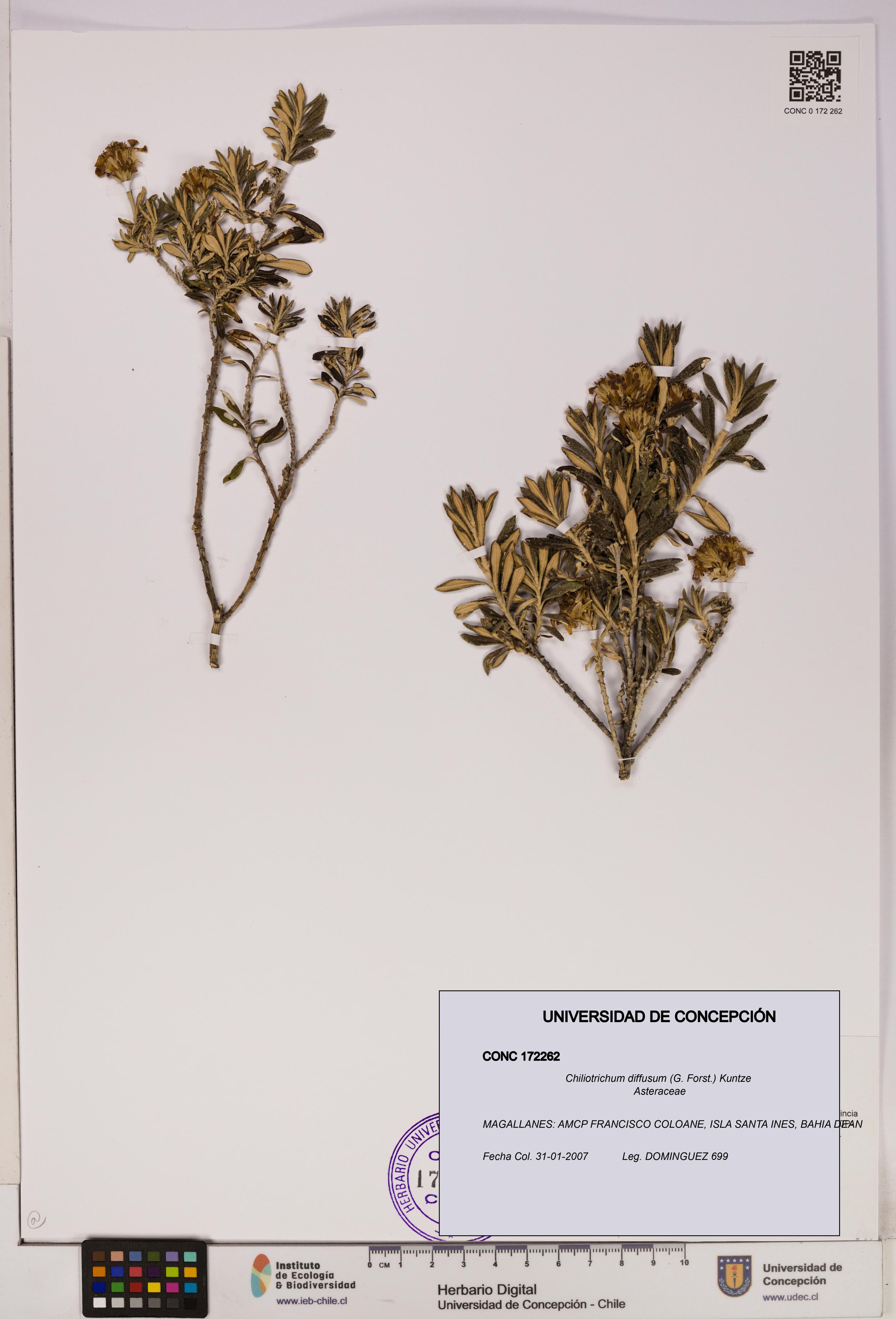 Chiliotrichum diffusum [Espécimen: UDEC:CONC:0172262]