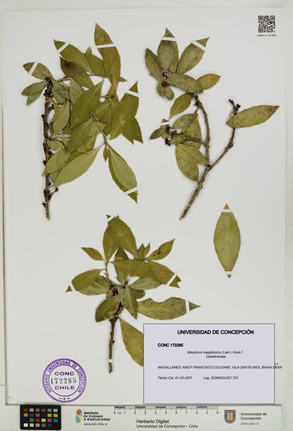 Maytenus magellanica [Espécimen: UDEC:CONC:0172265]
