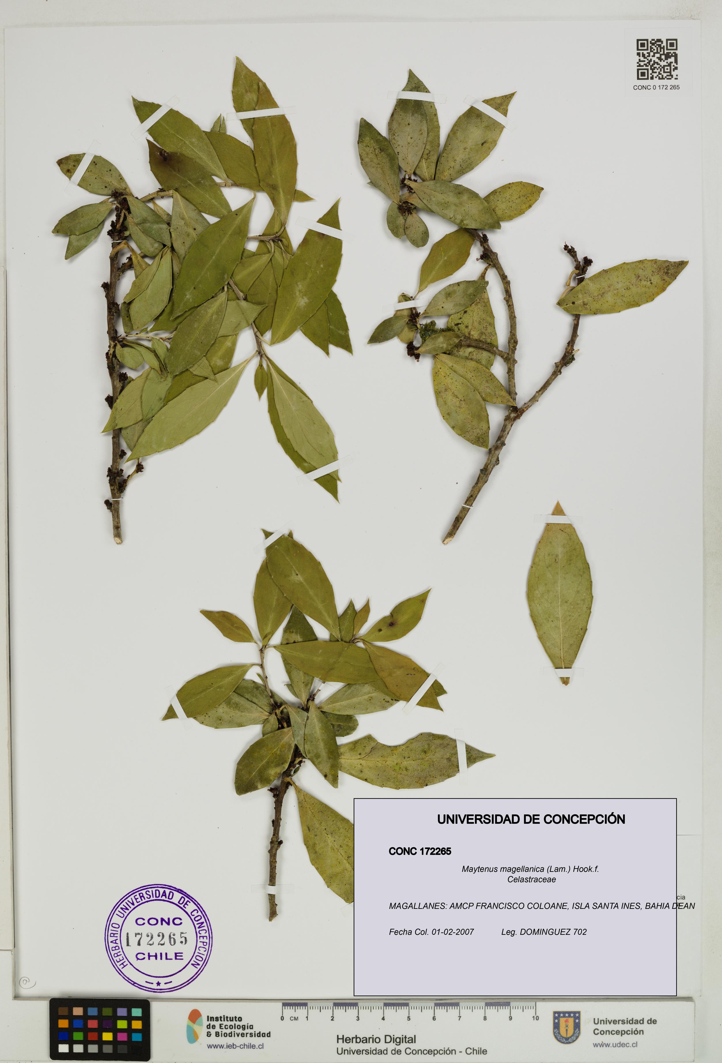 Maytenus magellanica [Espécimen: UDEC:CONC:0172265]