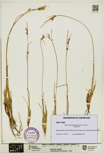Carpha schoenoides [Espécimen: UDEC:CONC:0172283]