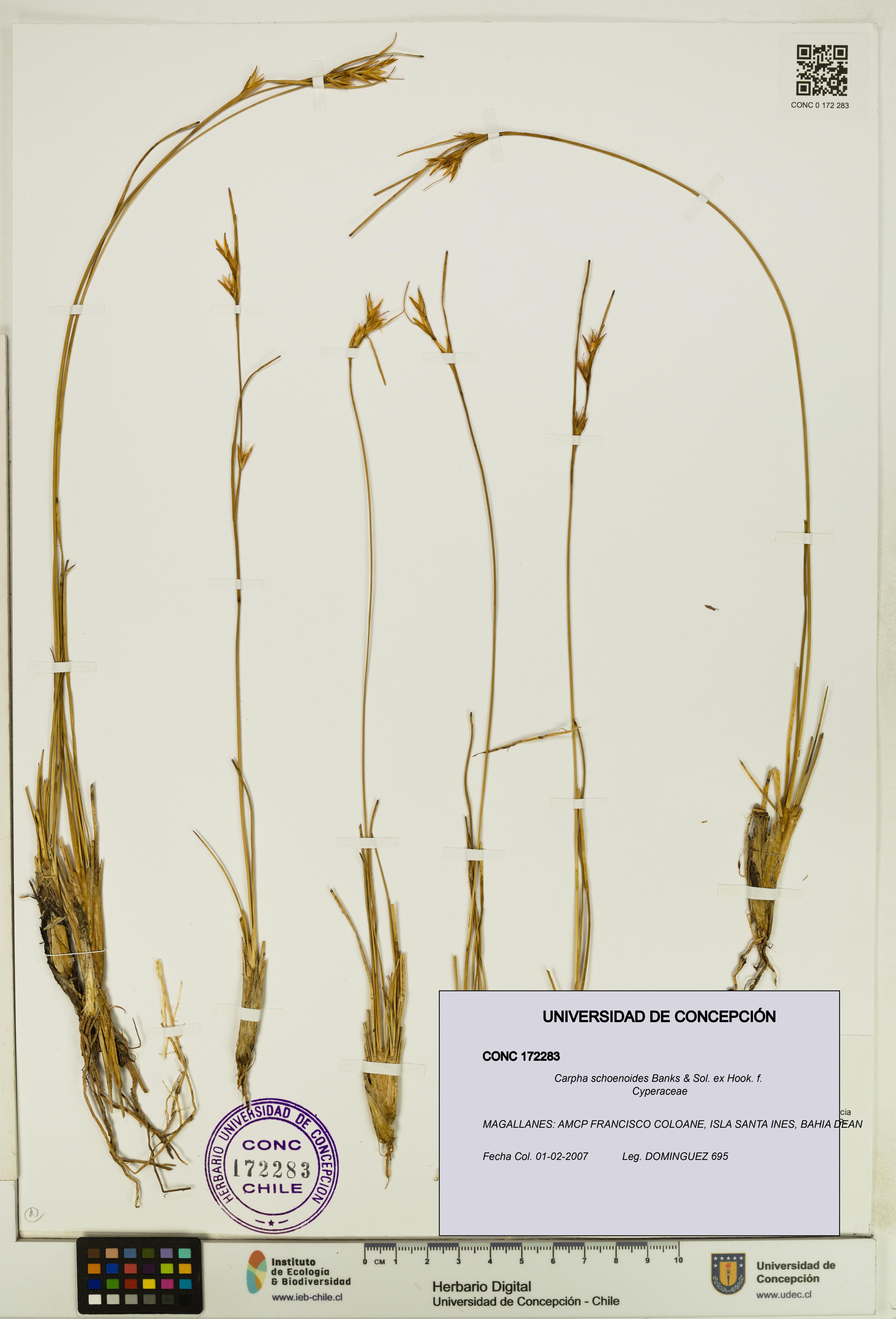 Carpha schoenoides [Espécimen: UDEC:CONC:0172283]