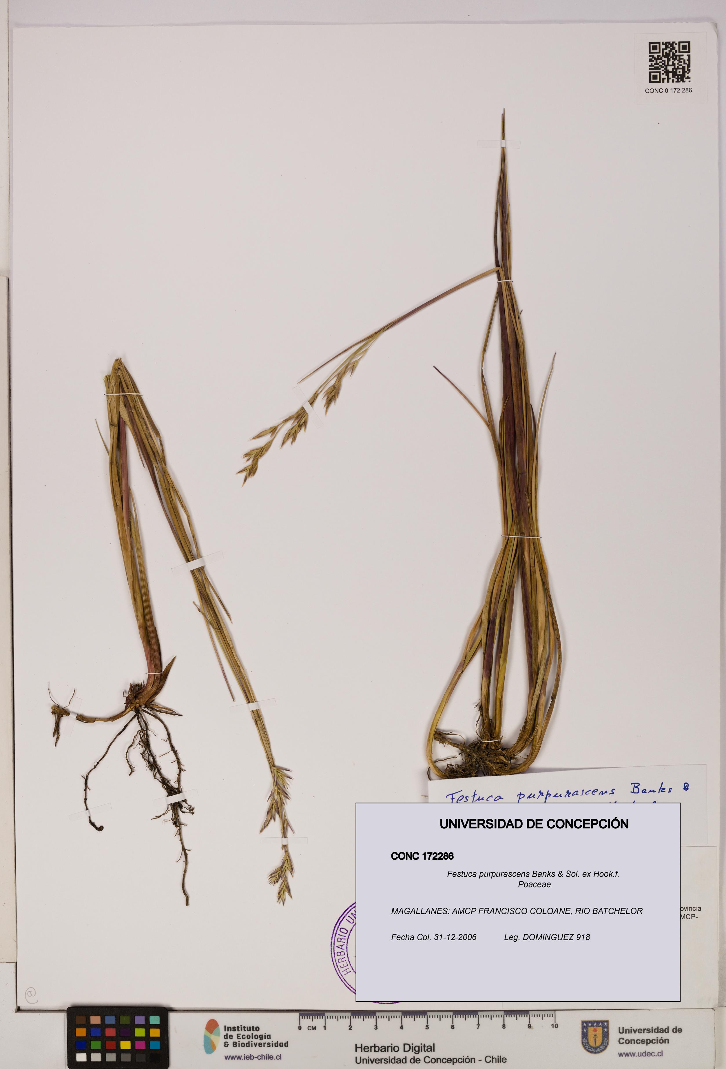 Festuca purpurascens [Espécimen: UDEC:CONC:0172286]