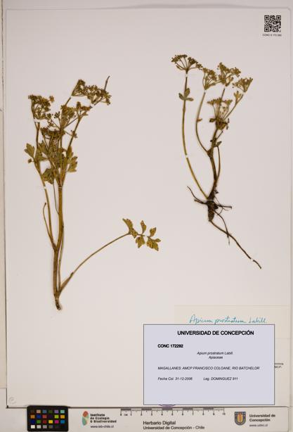 Apium prostratum [Espécimen: ]