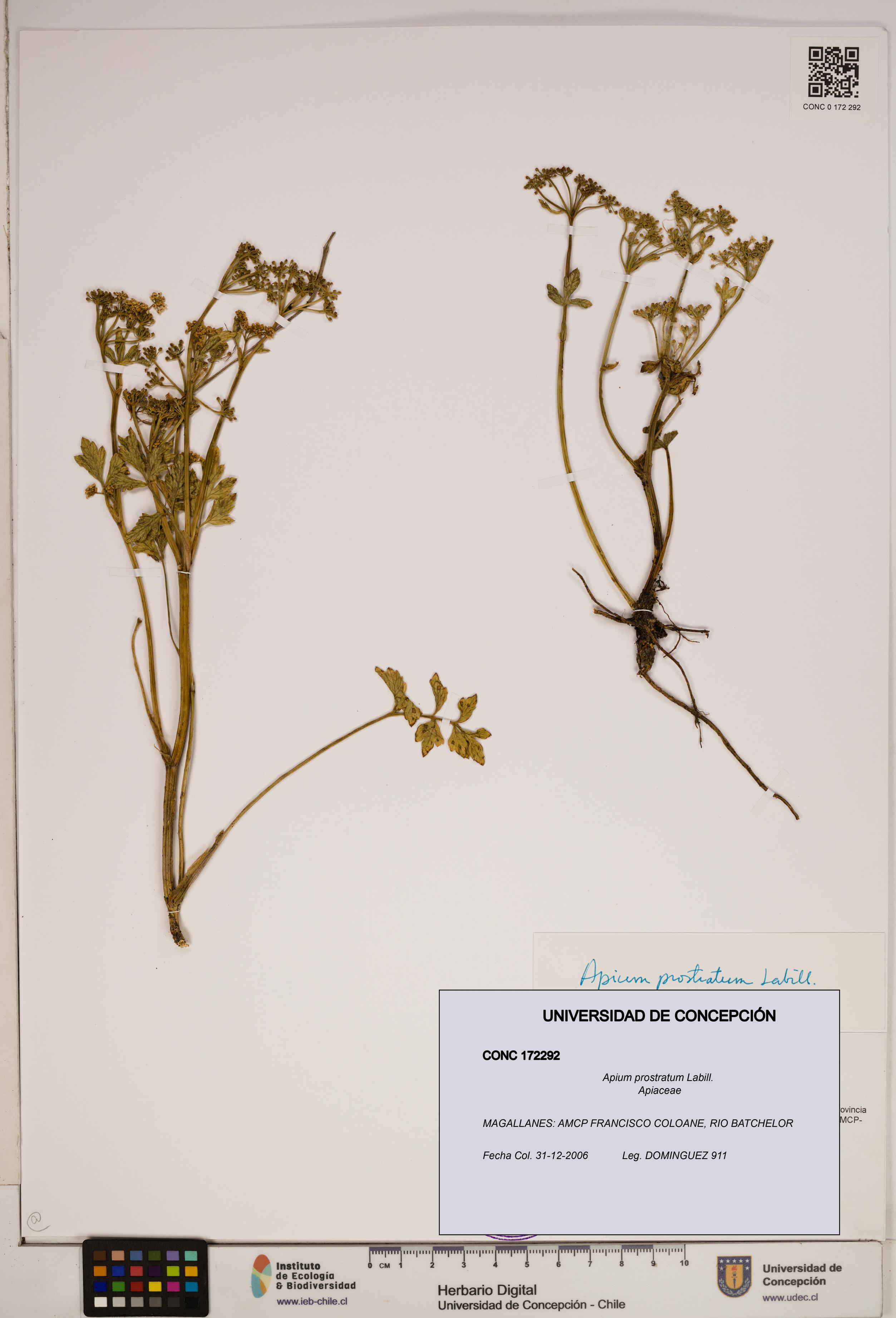 Apium prostratum [Espécimen: ]