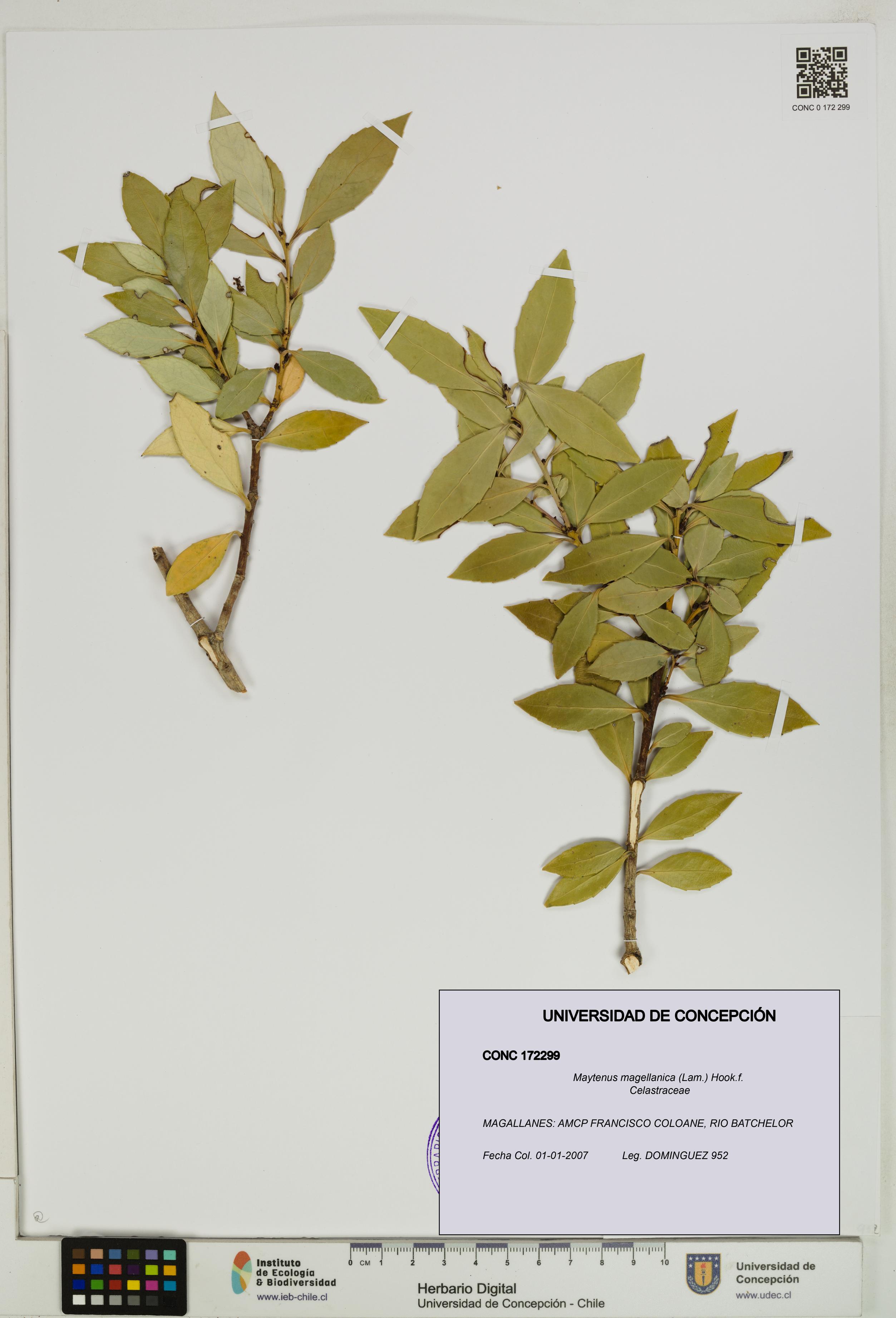 Maytenus magellanica [Espécimen: UDEC:CONC:0172299]