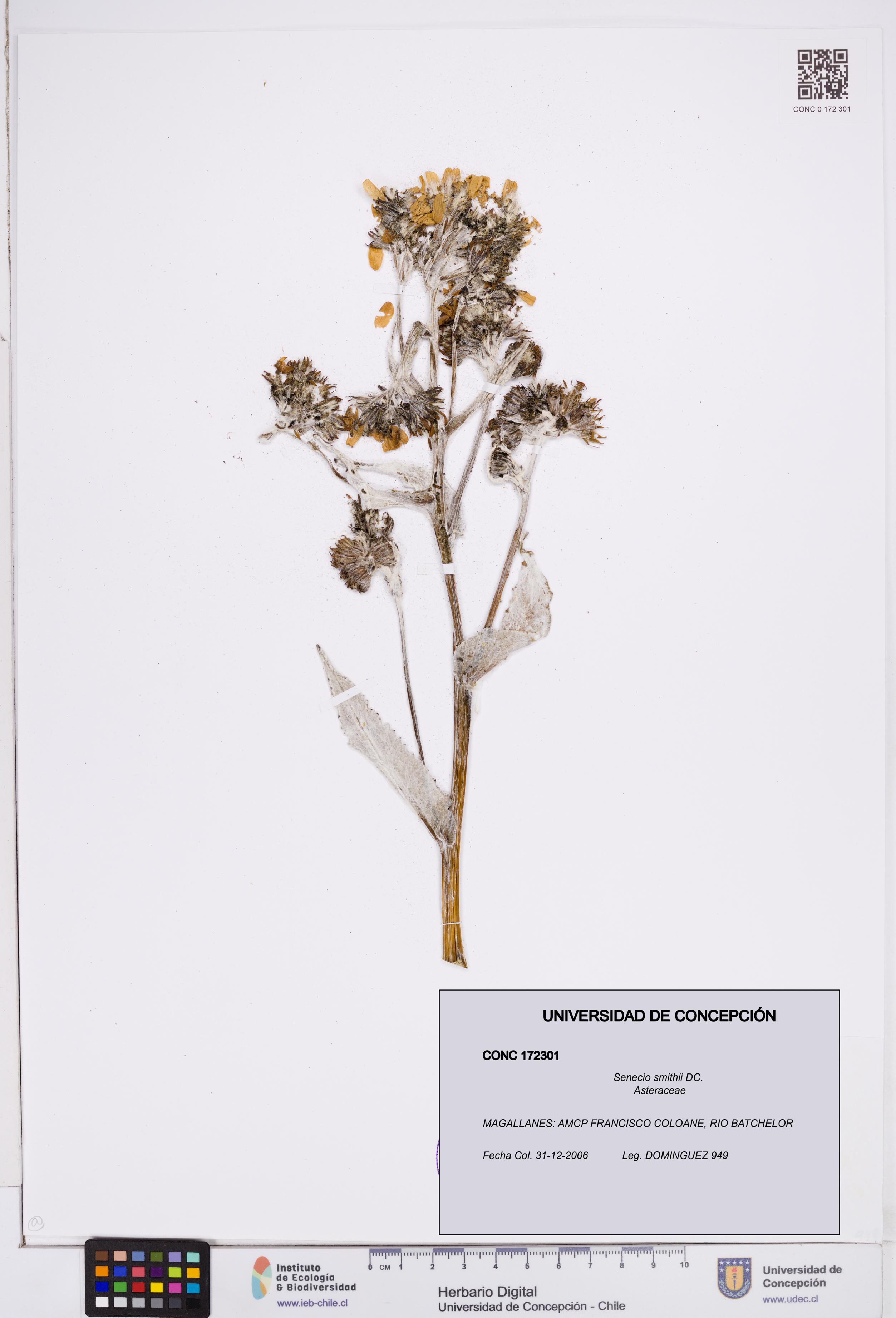 Senecio smithii [Espécimen: ]