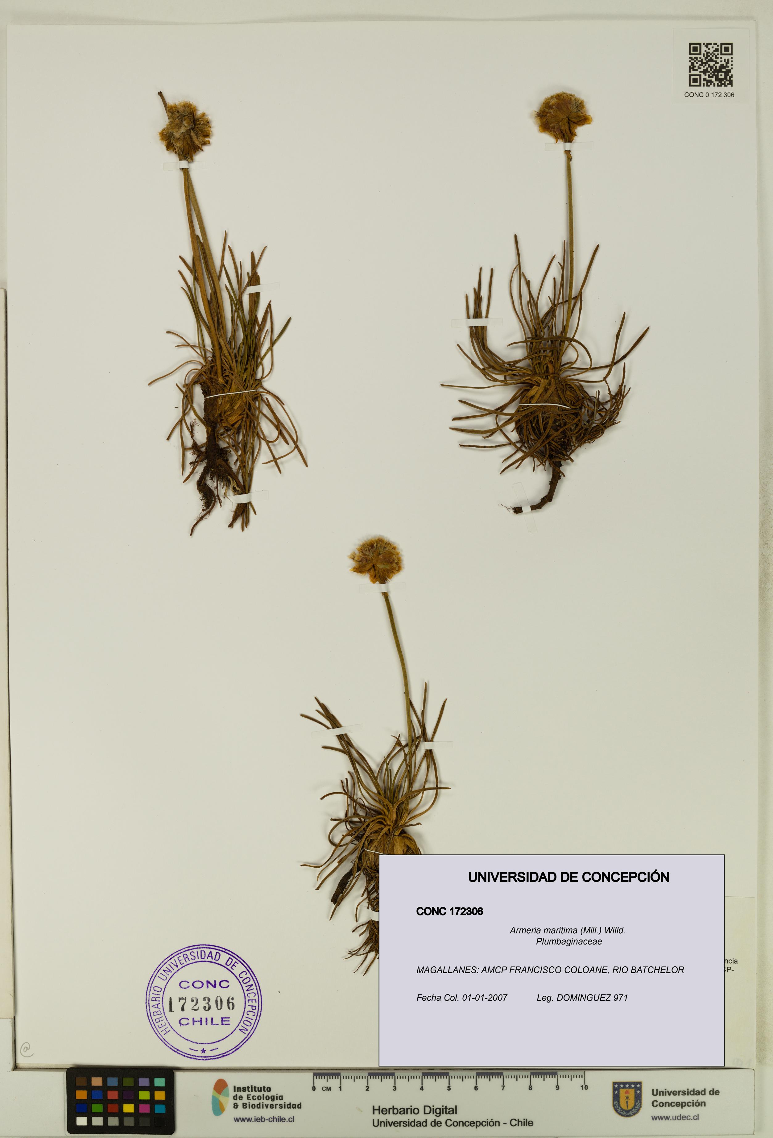 Armeria maritima [Espécimen: UDEC:CONC:0172306]