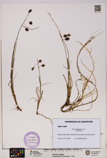 Carex magellanica [Espécimen: UDEC:CONC:0172307]