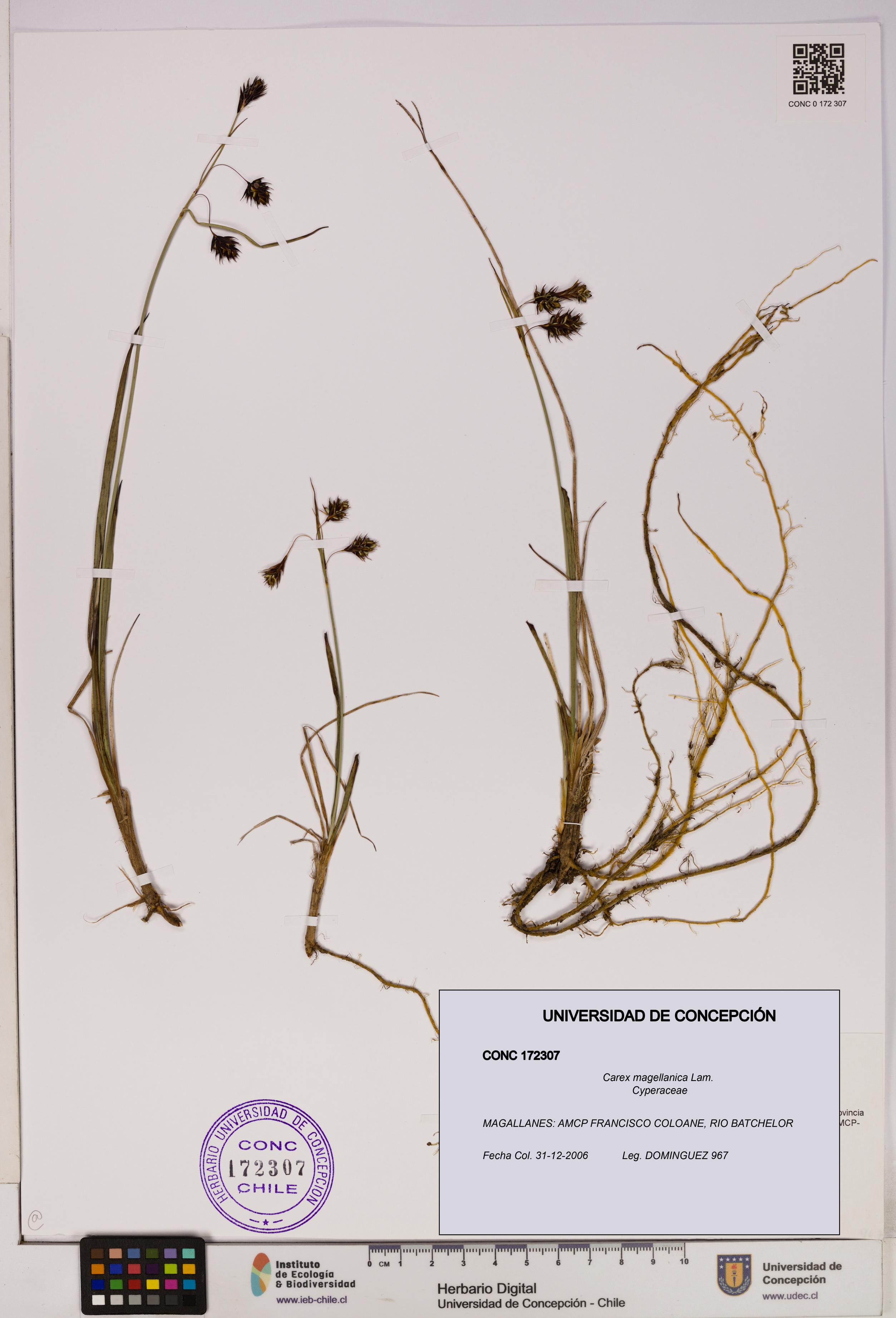 Carex magellanica [Espécimen: UDEC:CONC:0172307]