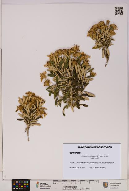 Chiliotrichum diffusum [Espécimen: UDEC:CONC:0172313]