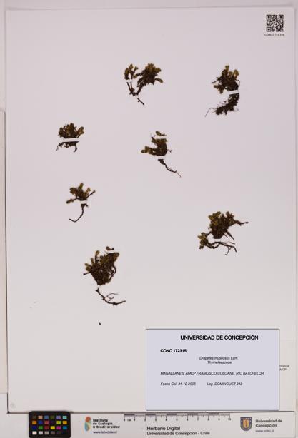 Drapetes muscosus [Espécimen: UDEC:CONC:0172315]