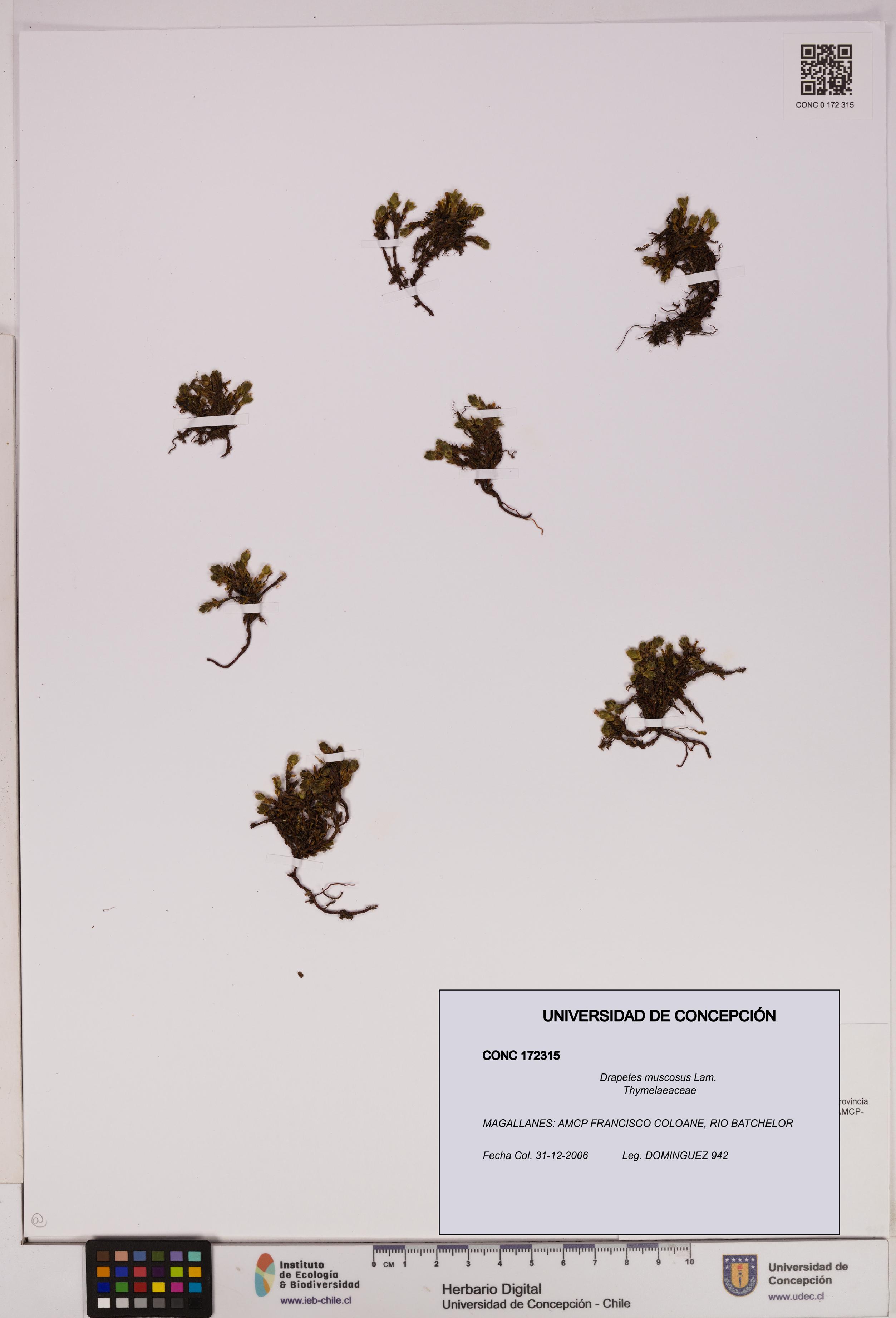 Drapetes muscosus [Espécimen: UDEC:CONC:0172315]