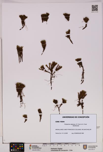Phyllachne uliginosa [Espécimen: UDEC:CONC:0172316]