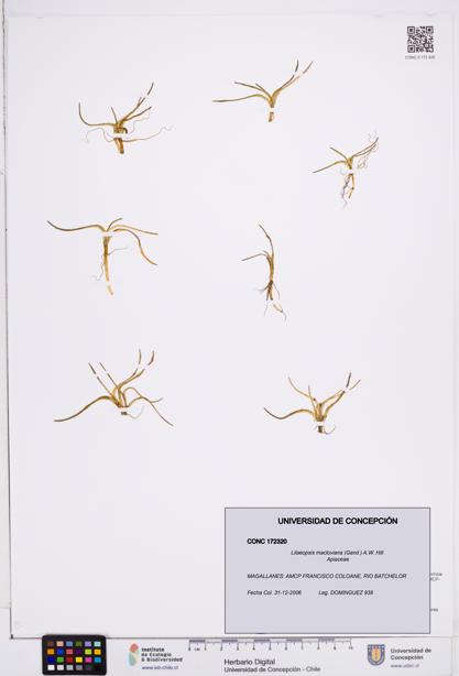 Lilaeopsis macloviana [Espécimen: ]