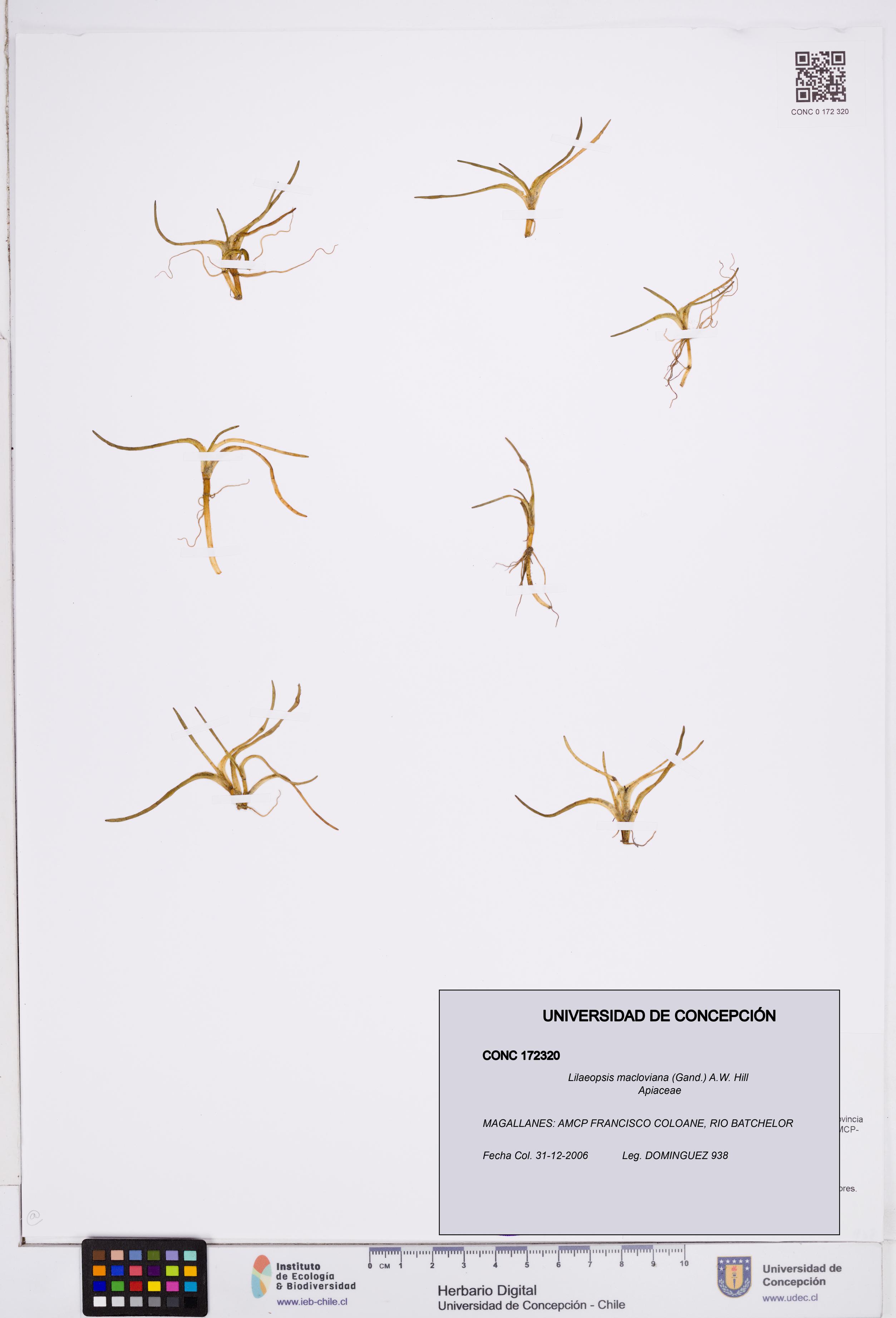 Lilaeopsis macloviana [Espécimen: ]