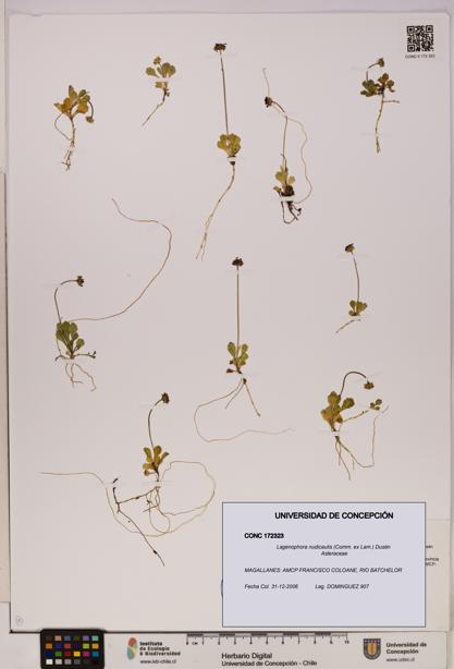 Lagenophora nudicaulis [Espécimen: ]