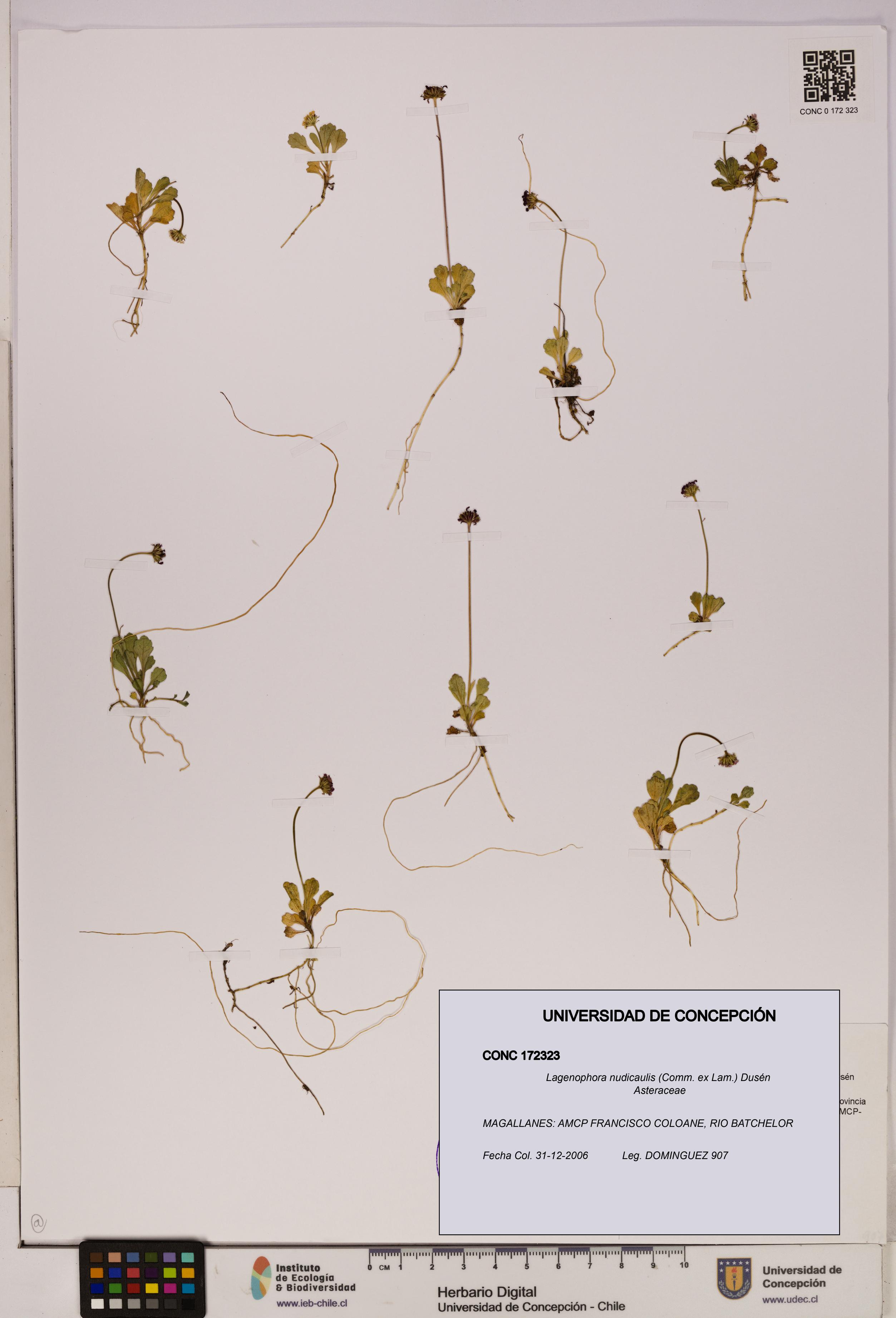 Lagenophora nudicaulis [Espécimen: ]