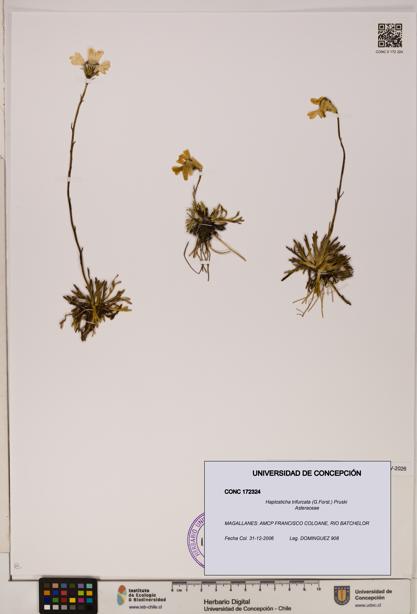 Haplosticha trifurcata [Espécimen: UDEC:CONC:0172324]