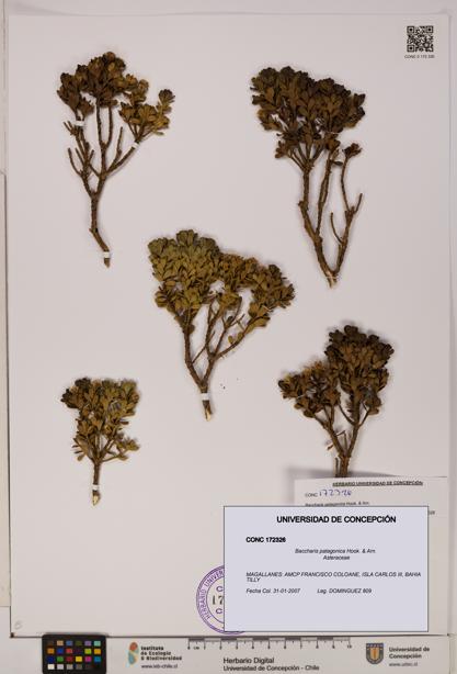 Baccharis patagonica [Espécimen: UDEC:CONC:0172326]