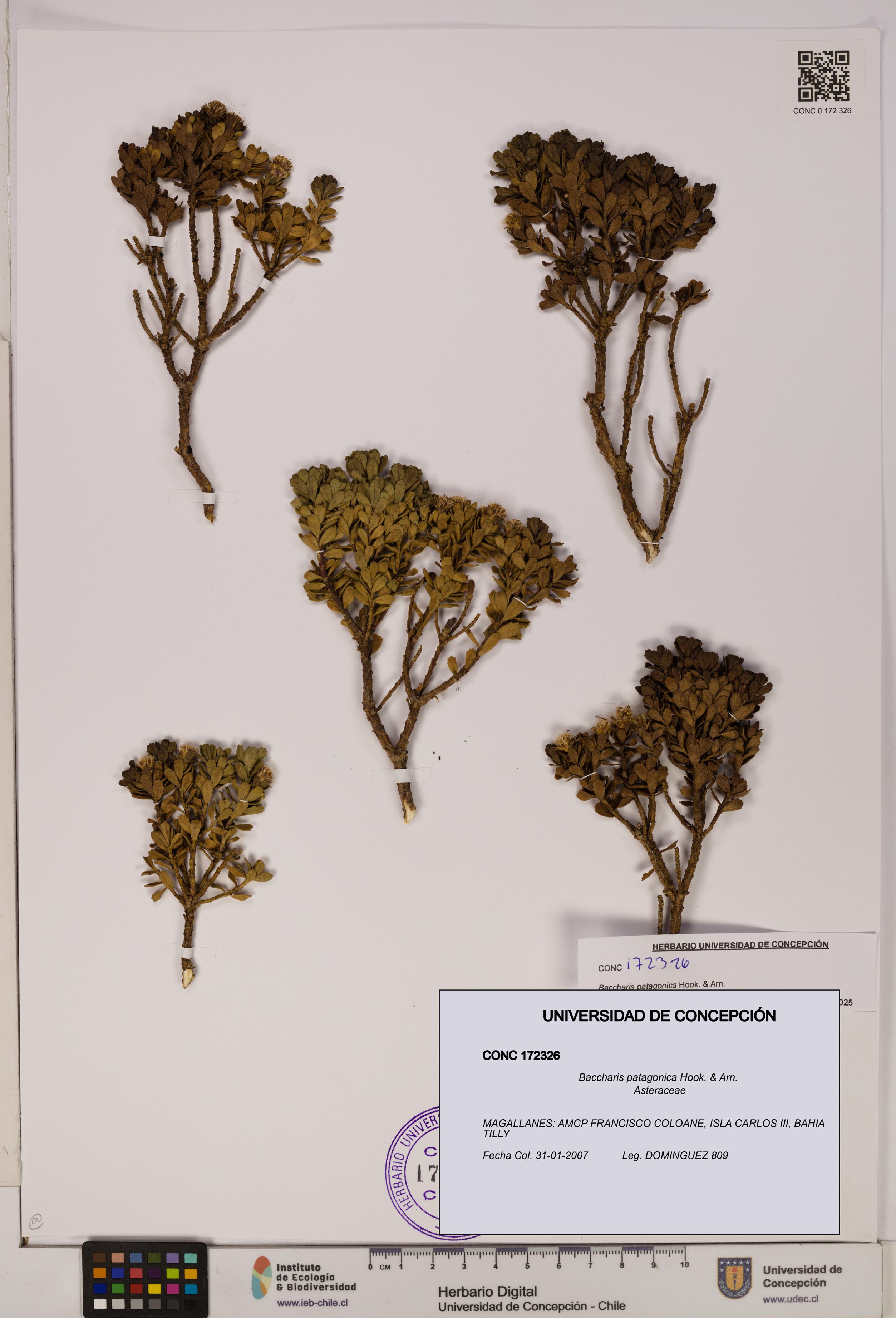 Baccharis patagonica [Espécimen: UDEC:CONC:0172326]