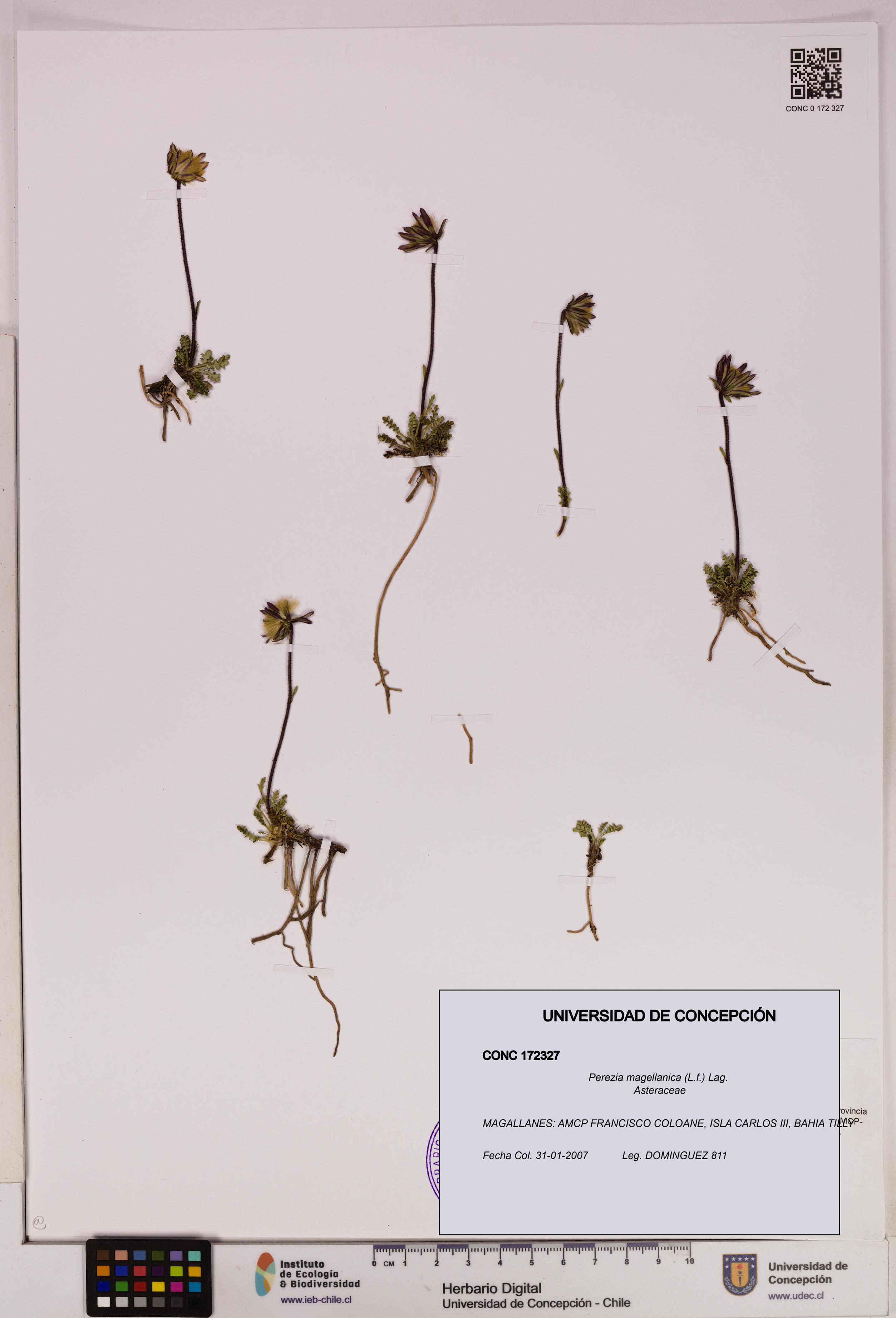 Perezia magellanica [Espécimen: UDEC:CONC:0172327]