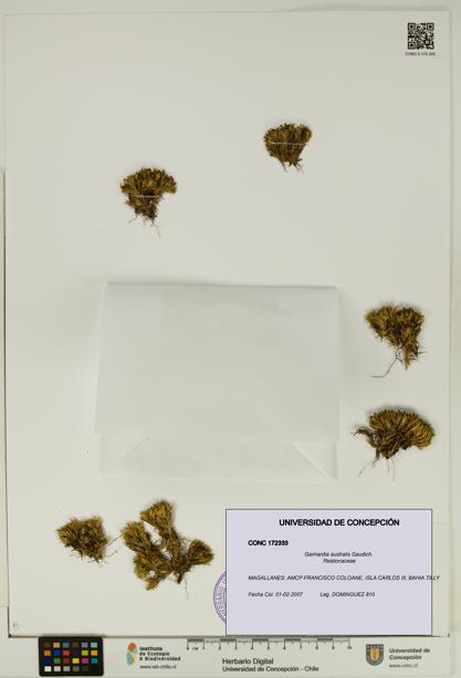 Gaimardia australis [Espécimen: UDEC:CONC:0172333]