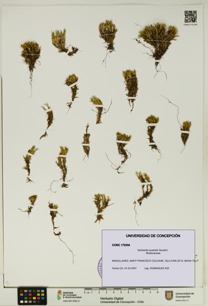 Gaimardia australis [Espécimen: UDEC:CONC:0172334]