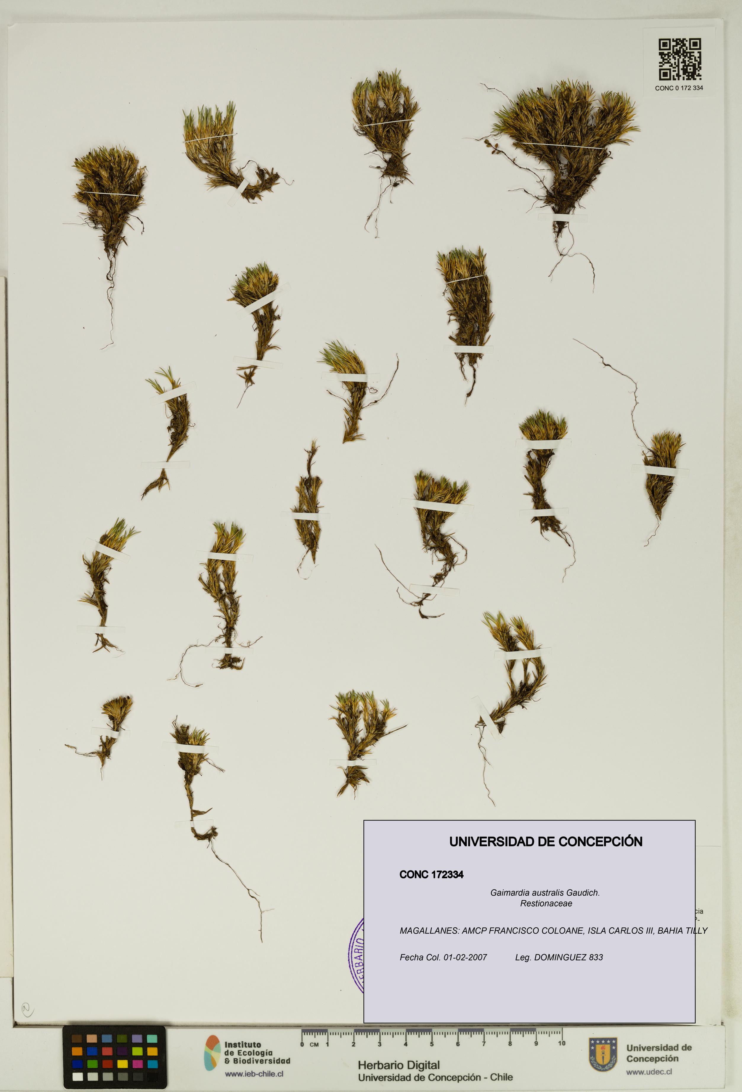 Gaimardia australis [Espécimen: UDEC:CONC:0172334]