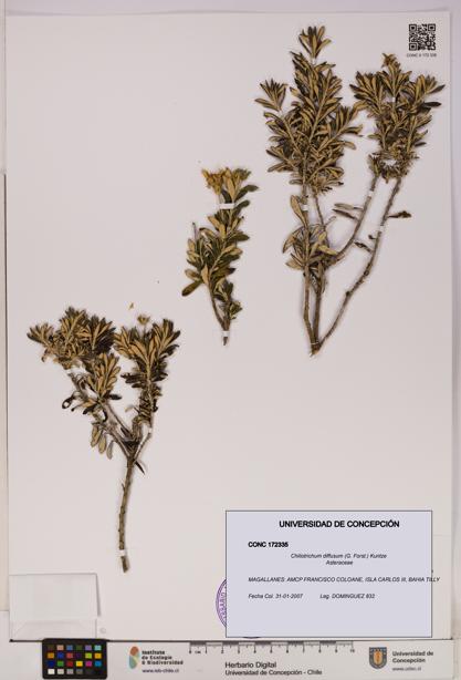 Chiliotrichum diffusum [Espécimen: UDEC:CONC:0172335]