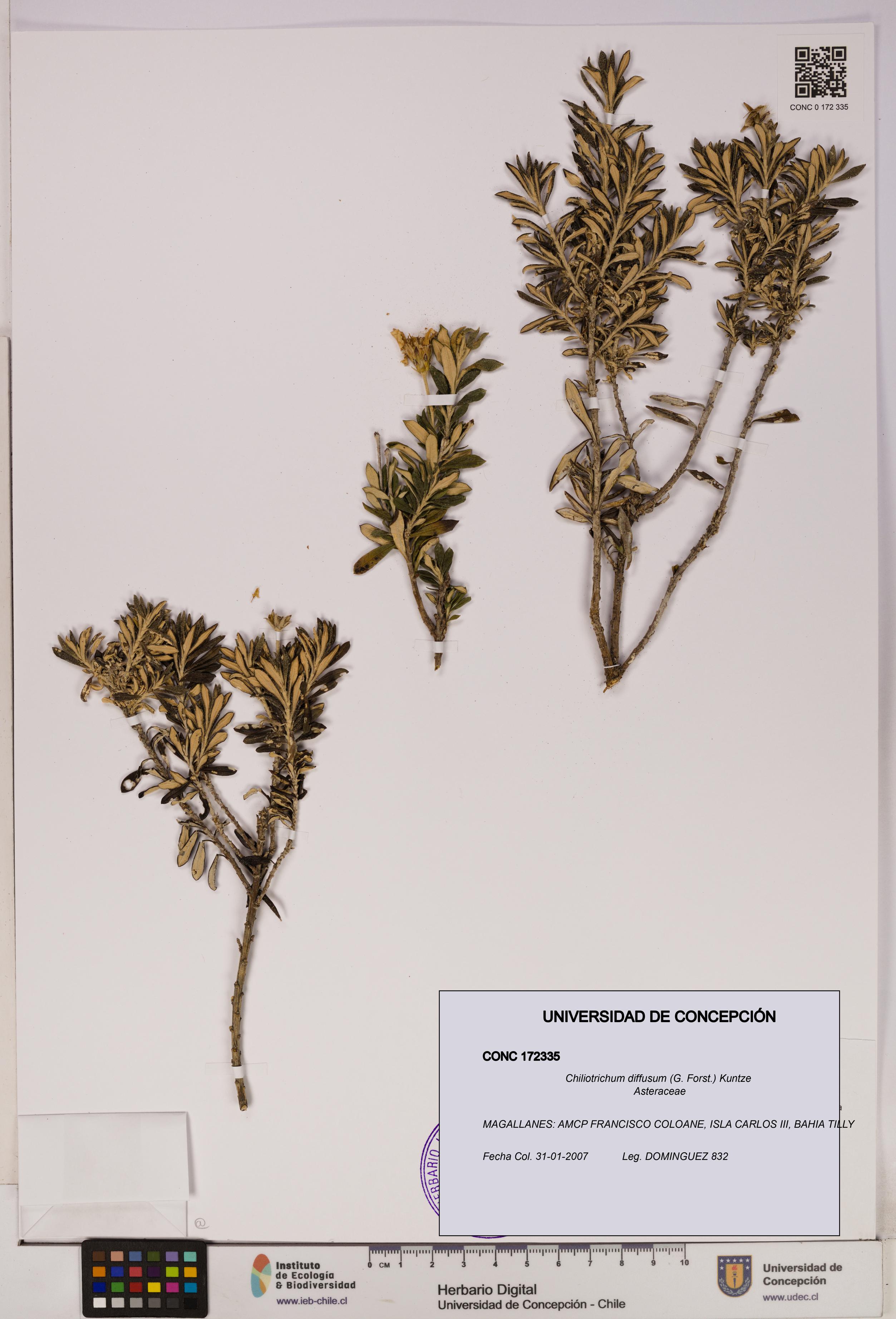 Chiliotrichum diffusum [Espécimen: UDEC:CONC:0172335]