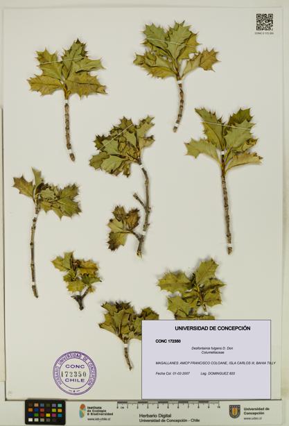 Desfontainia fulgens [Espécimen: UDEC:CONC:0172350]