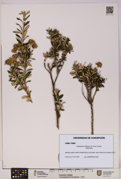 Chiliotrichum diffusum [Espécimen: UDEC:CONC:0172351]