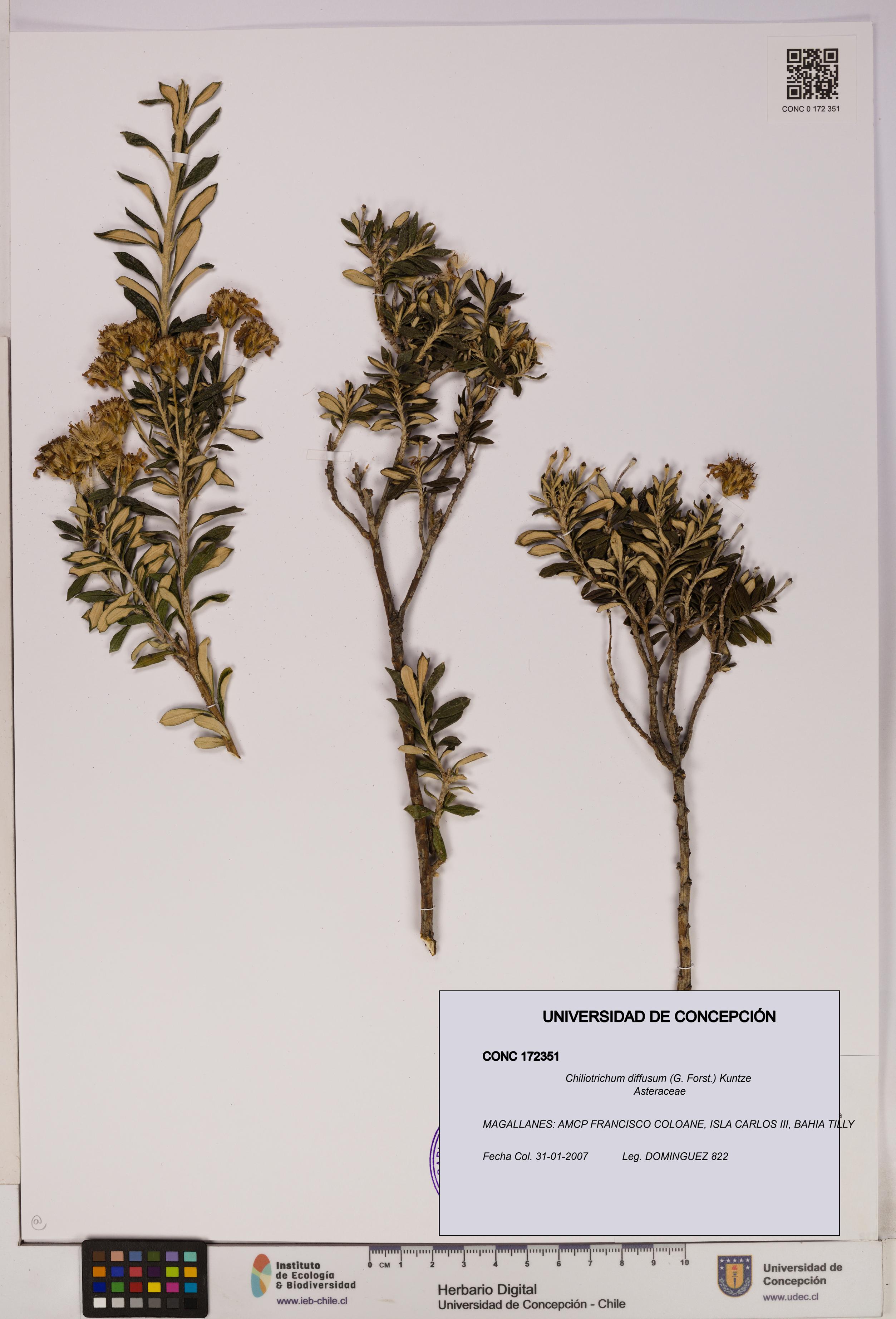 Chiliotrichum diffusum [Espécimen: UDEC:CONC:0172351]