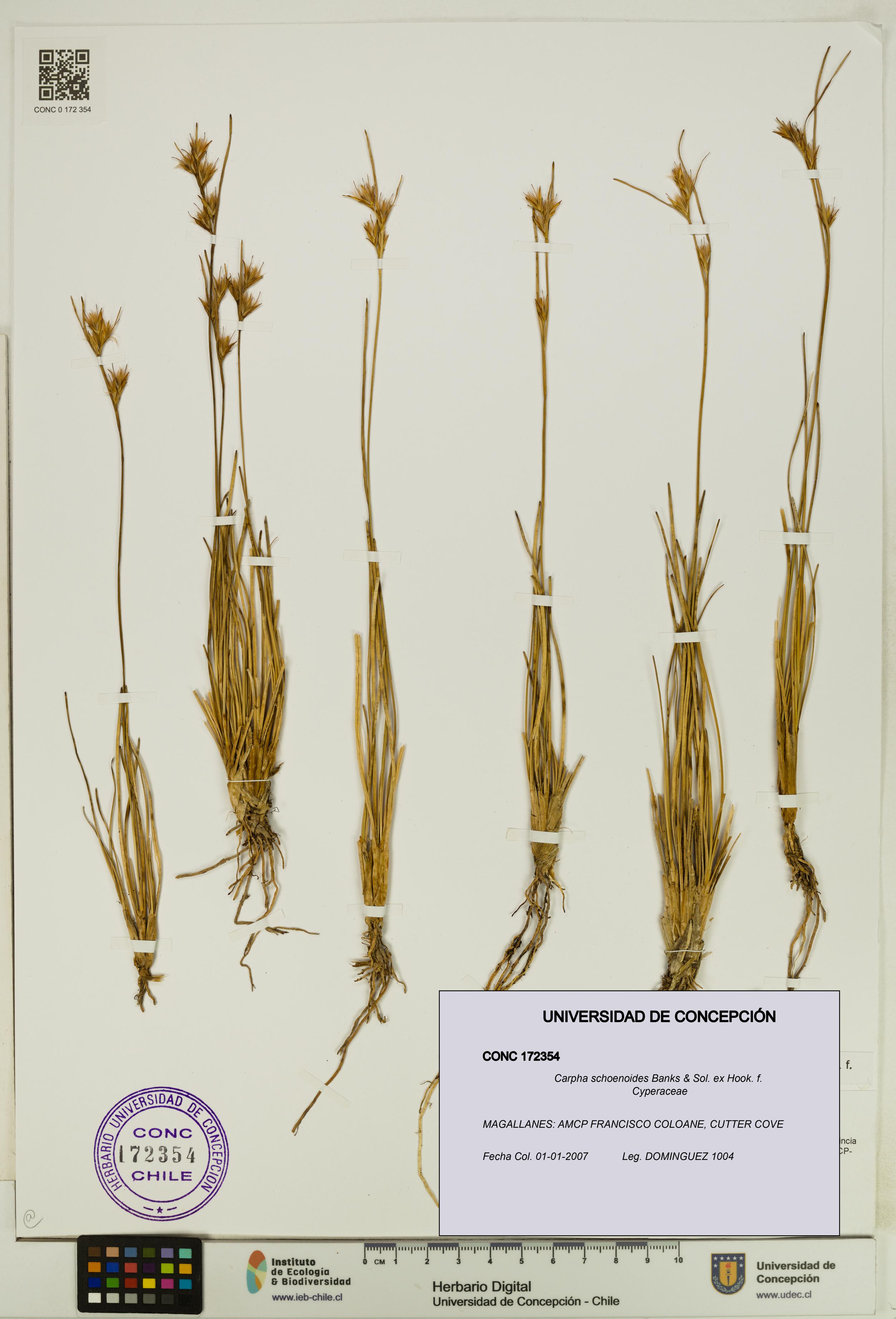 Carpha schoenoides [Espécimen: UDEC:CONC:0172354]