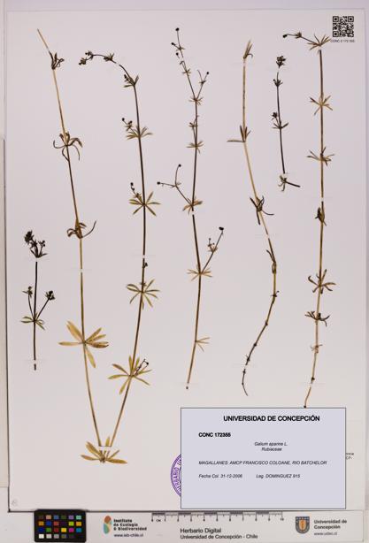Galium aparine [Espécimen: UDEC:CONC:0172355]