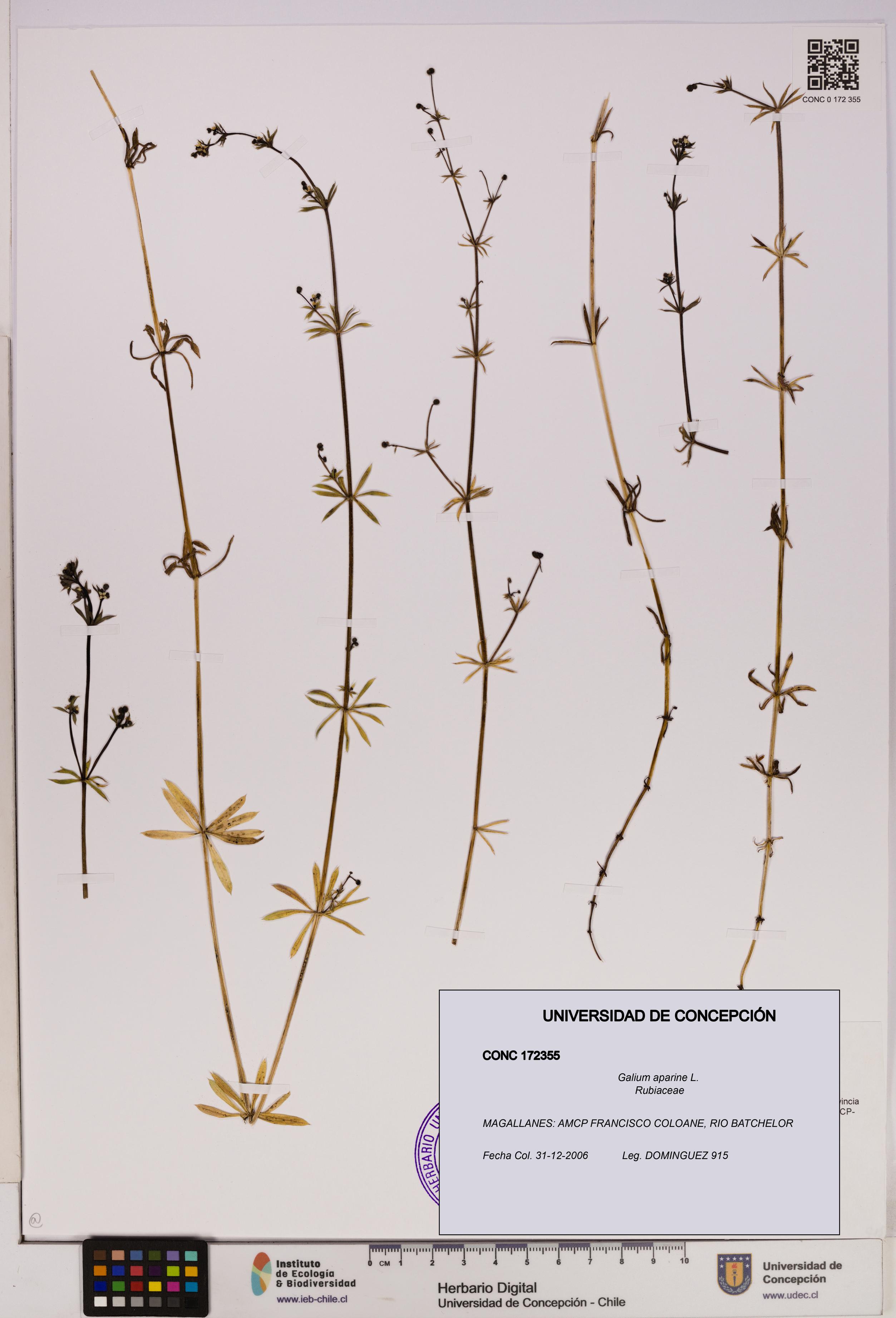 Galium aparine [Espécimen: UDEC:CONC:0172355]