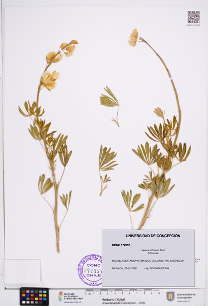Lupinus arboreus [Espécimen: ]