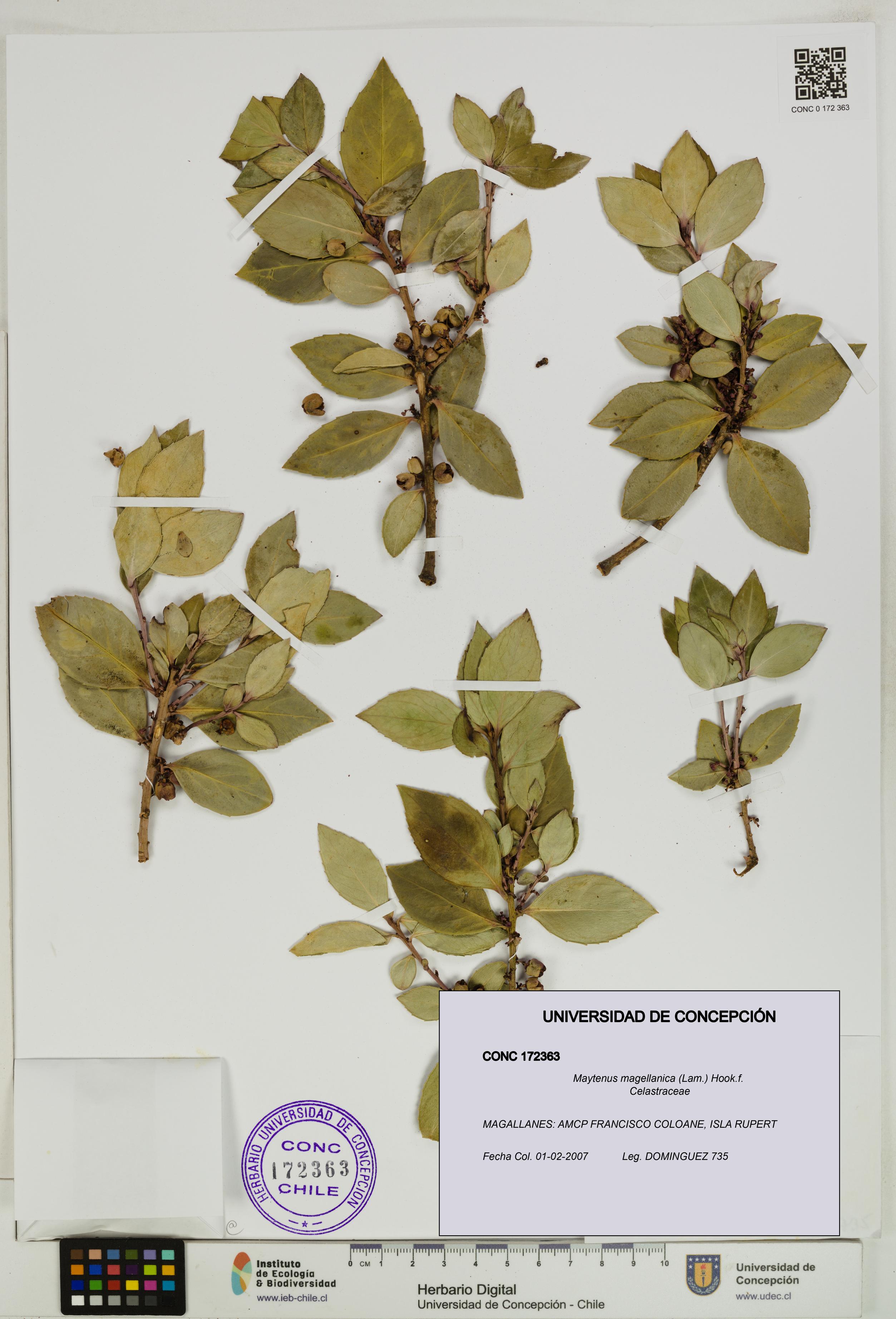 Maytenus magellanica [Espécimen: UDEC:CONC:0172363]