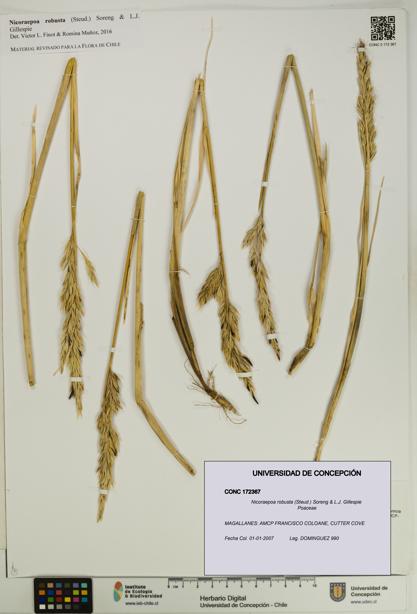 Nicoraepoa robusta [Espécimen: UDEC:CONC:0172367]