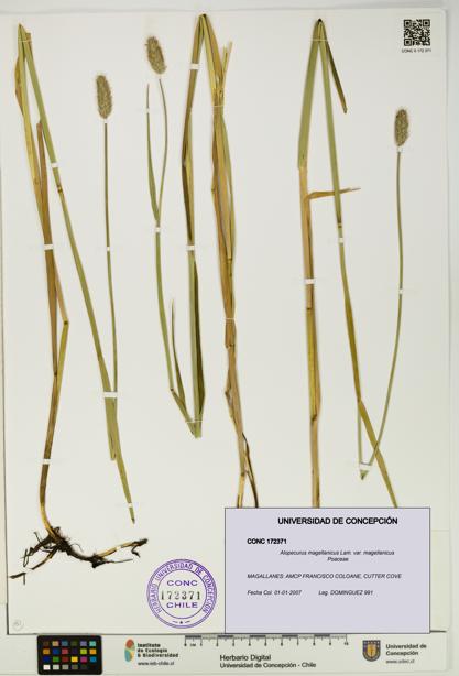 Alopecurus magellanicus var. magellanicus [Espécimen: UDEC:CONC:0172371]