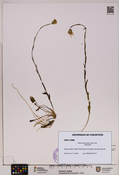 Perezia lactucoides [Espécimen: UDEC:CONC:0172388]