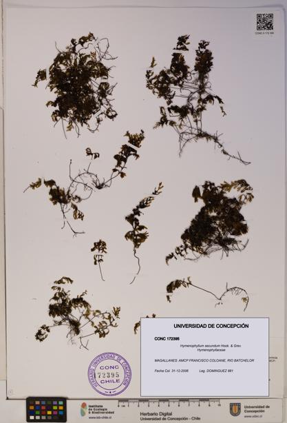 Hymenophyllum secundum [Espécimen: ]