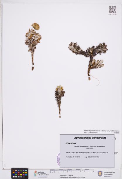 Senecio portalesianus var. portalesianus [Espécimen: ]