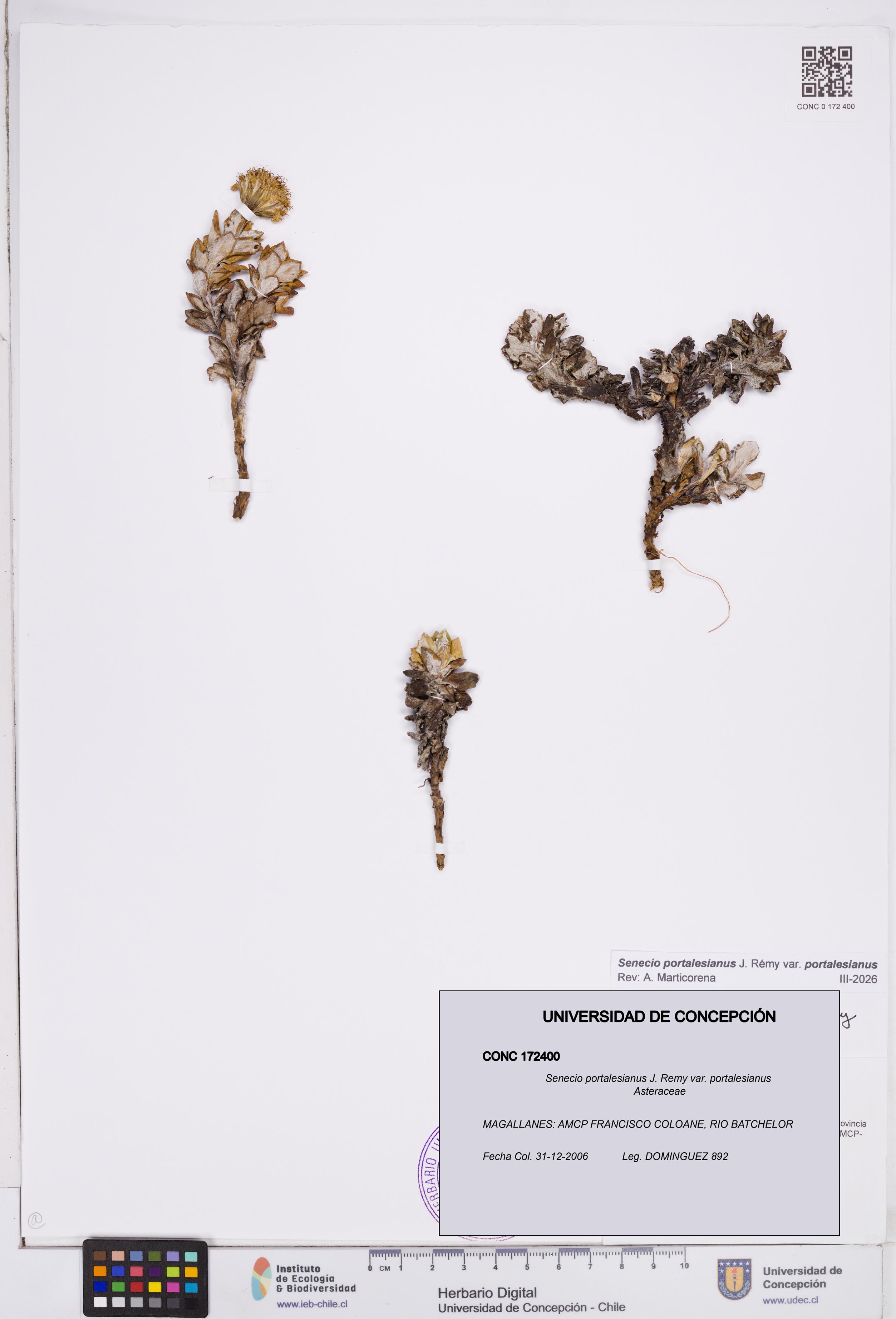 Senecio portalesianus var. portalesianus [Espécimen: ]